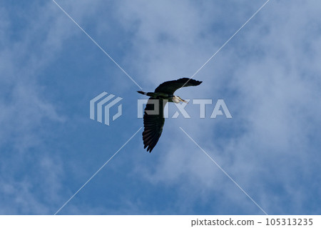 蒼鷺在天空中飛翔 蒼鷺在天空中飛翔 105313235
