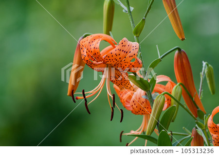 百合科虎百合開花 百合科虎百合開花 105313236