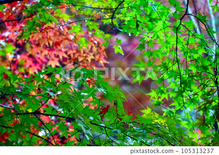 秋葉楓葉楓秋大關山公園廣島 秋葉楓葉楓秋大關山公園廣島 105313237