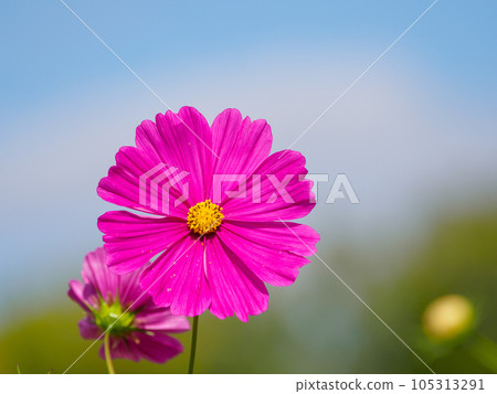 紅色波斯菊 紅色波斯菊 105313291