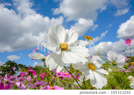 白色波斯菊上的蜜蜂 白色波斯菊上的蜜蜂 105313292