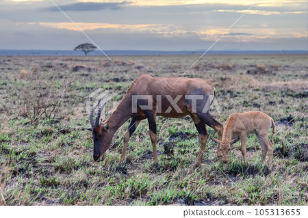 Antelope Bubal with a calf grazing 105313655