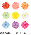 Chrysanthemum flower color variation set 105313766