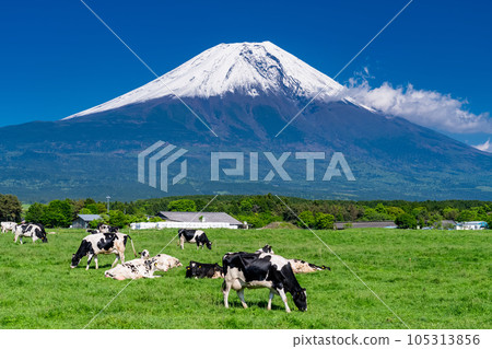 《靜岡縣》眺望富士山、朝霧高原的牧場 《靜岡縣》眺望富士山、朝霧高原的牧場 105313856