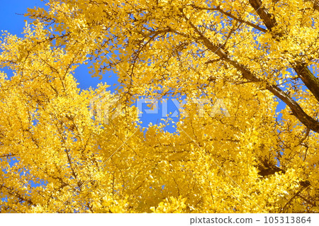 Mita Shrine, Gingko, Ginkgo, Okayama, Okayama Prefecture, Autumn Mita Shrine, Gingko, Ginkgo, Okayama, Okayama Prefecture, Autumn 105313864