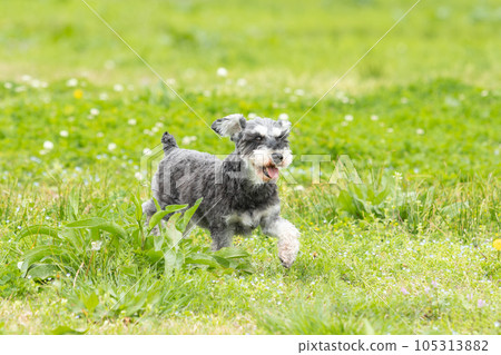 Miniature schnauzer running with a smile 105313882