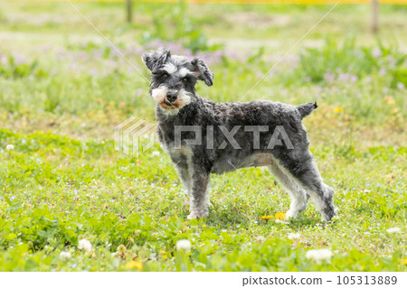  迷你雪納瑞犬 105313889