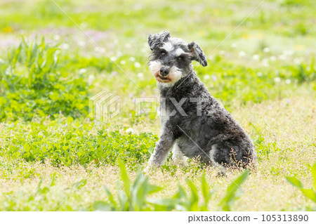  迷你雪納瑞犬 105313890