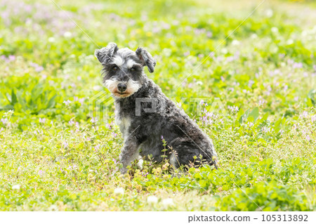  迷你雪納瑞犬 105313892