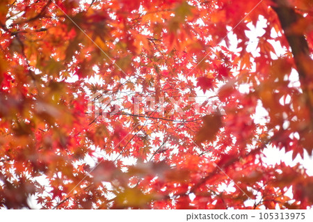 Autumn leaves maple maple autumn Ozekiyama Park Hiroshima Autumn leaves maple maple autumn Ozekiyama Park Hiroshima 105313975