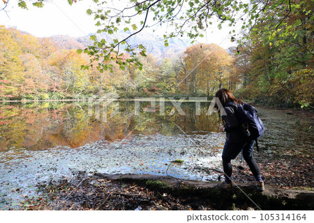 Autumn leaves cutting pond (Ono City, Fukui Prefecture) 105314164