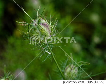 毛茛科黑種草種子 105314172