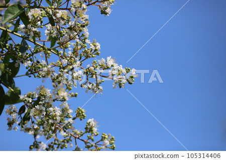 Crape myrtle tree in full bloom 105314406