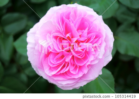 粉色漸變玫瑰婚禮花束 5 105314419