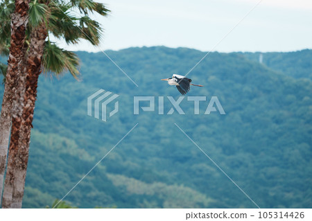 Birds flying in the sky after rain 105314426