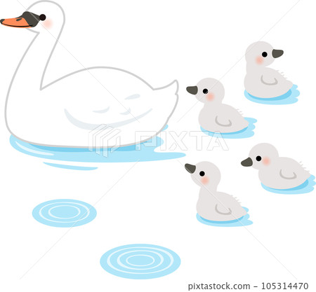 水面上的天鵝父母和雛鳥 105314470