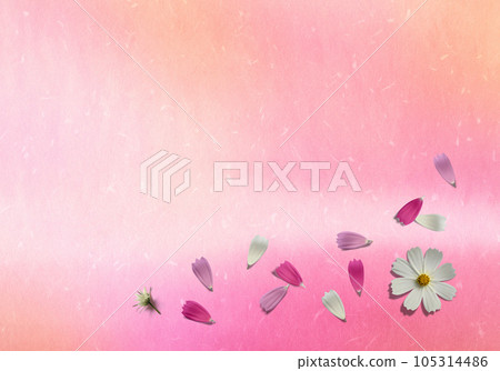 桃色背景，美麗的水彩出血和落下的彩色宇宙花瓣 105314486