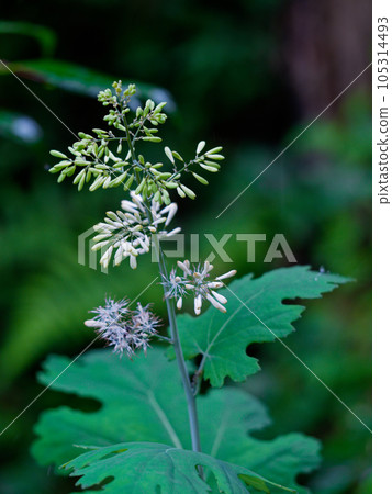 罌粟科竹燈心花 105314493