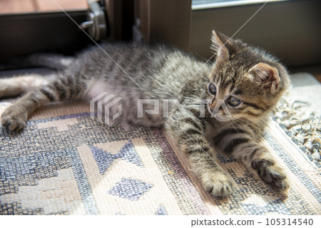 趴在窗邊的小貓【虎紋貓】掃窗 趴在窗邊的小貓【虎紋貓】掃窗 105314540