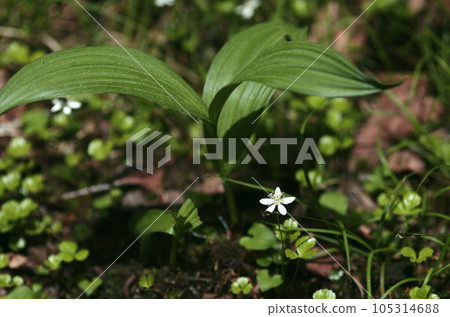 In the middle of the rainy season, in a forest full of moist air. A refreshing morning when you can hear the whispers of monsters. In the middle of the rainy season, in a forest full of moist air. A refreshing morning when you can hear the whispers of monsters. 105314688