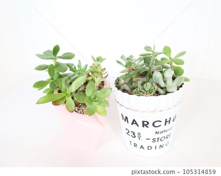 多汁的種植 多汁的種植 105314859