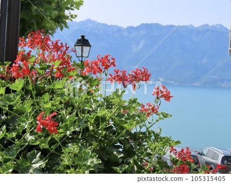 常春藤天竺葵俯瞰瑞士拉沃地區的日內瓦湖，這是一個葡萄種植和葡萄酒村莊 105315405