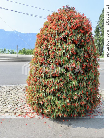 Viticulture and Wine Village, Switzerland, Lavaux District, Flower Tree Viticulture and Wine Village, Switzerland, Lavaux District, Flower Tree 105315412