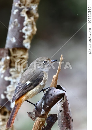台灣野生黃尾鴝冬日枯葉棲息 105315494