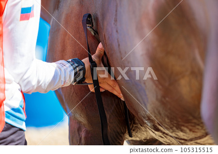 Girl doctor examines the horse at the competition. 105315515