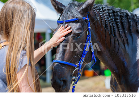 Rider with a horse in competition. 105315516