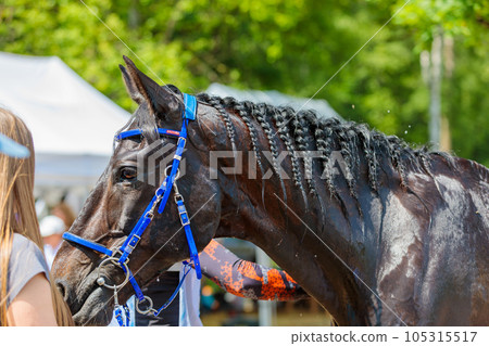 Rider with a horse in competition. Rider with a horse in competition. 105315517