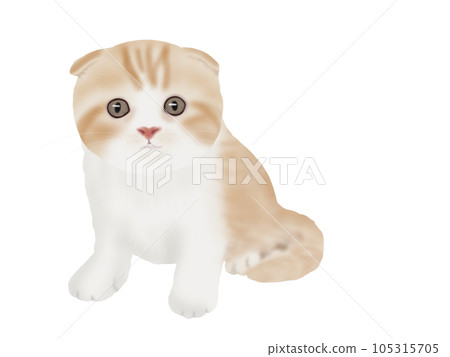 Scottish Fold kitten 105315705