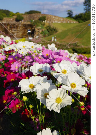 Cosmos Sonata Cosmos Sonata 105315720