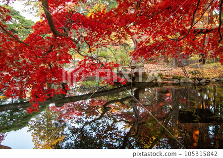 岩手縣的紅葉風景 105315842