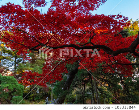 岩手縣的紅葉風景 岩手縣的紅葉風景 105315844