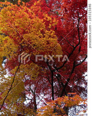 岩手縣的紅葉風景 105315846