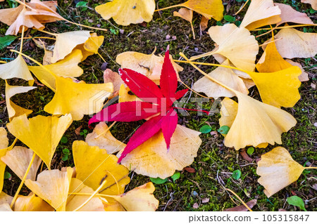 岩手縣的紅葉風景 105315847
