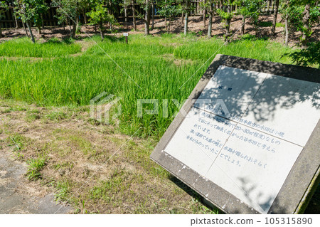《佐賀縣》日本最古老的水稻種植的名畑遺址/松鹿館遺址 105315890