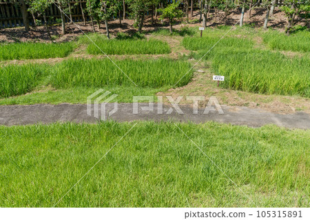 《Saga Prefecture》Nabatake Ruins/Matsurokan Ruins of Japan's oldest paddy rice cultivation 105315891