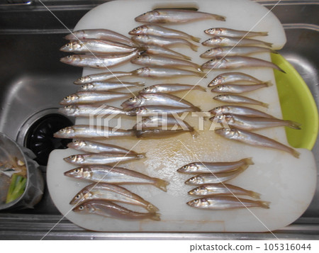 38 whitefish caught in Araihama, Kashiwazaki City 38 whitefish caught in Araihama, Kashiwazaki City 105316044
