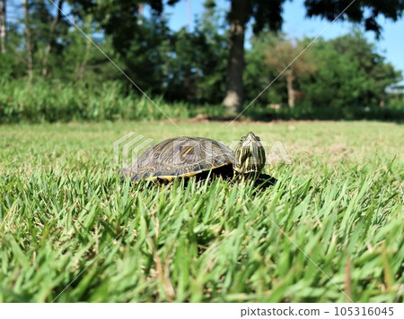 Turtle Hinata Box 105316045