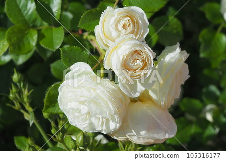 White Rose White Rose 105316177