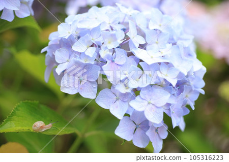 蝸牛3271 蝸牛3271 105316223