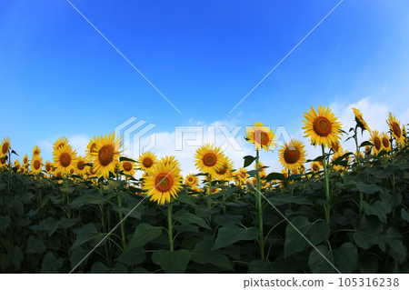 Sunflower 3876 Sunflower 3876 105316238