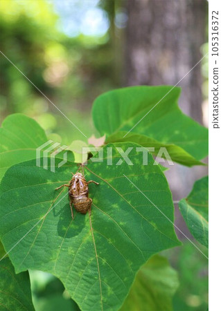 2022Cicada husks found in the forest of Hatoyama-cho, the happiest town in Japan 105316372