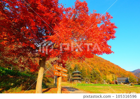 Akutsu Hachiman Shrine Autumn Leaves Akutsu Hachiman Shrine Autumn Leaves 105316596