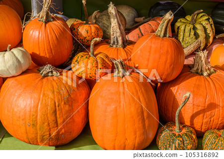 Close-up of various types of squashes 105316892