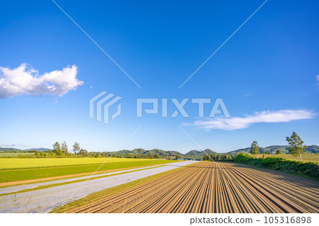 Hokkaido summer field gradation Hokkaido summer field gradation 105316898