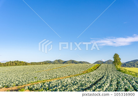 Hokkaido summer field cabbage field Hokkaido summer field cabbage field 105316900