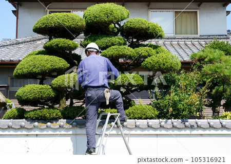 pruning pruning 105316921